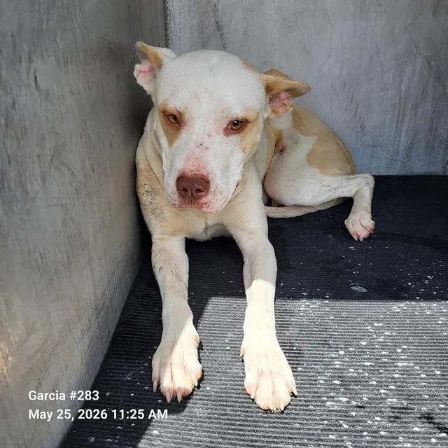 A young medium-sized female American Staffordshire Terrier dog named Lucia for adoption in San Antonio, TX