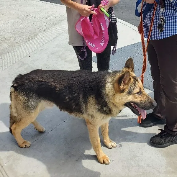 Chance  Kind Gentle thumbnail 2