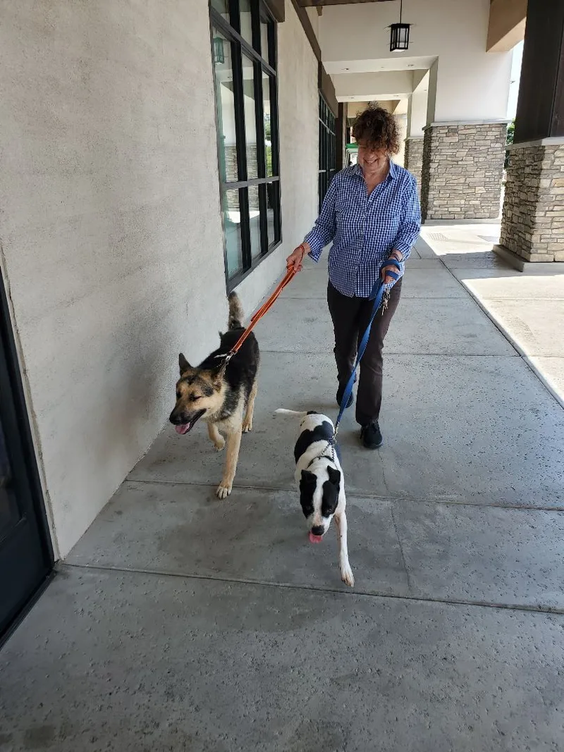 Chance  Kind Gentle thumbnail 3