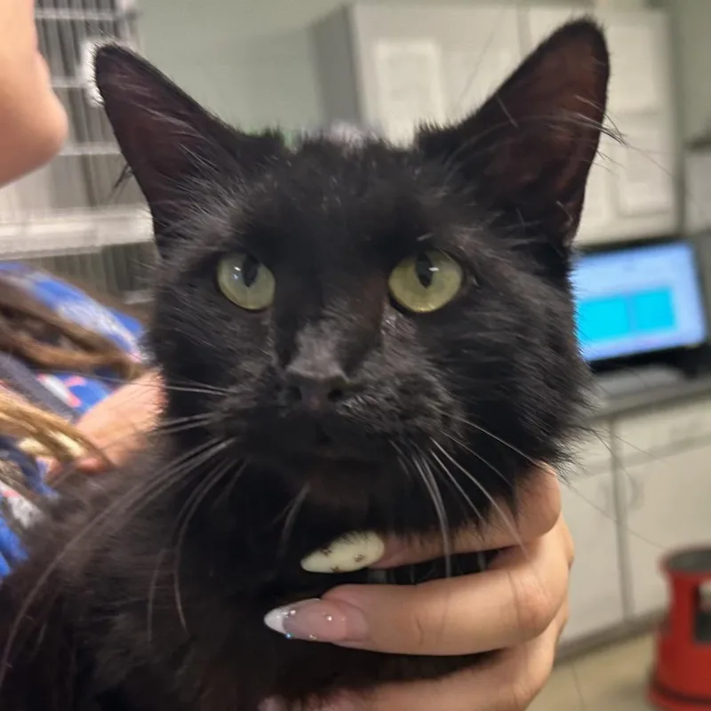 An adult small-sized female Black Domestic Long Hair cat named Sona for adoption in Waukesha, WI