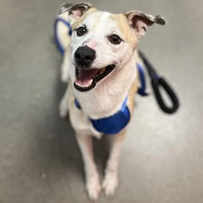 An adult small-sized male Mixed Breed dog named Chance for adoption in Janesville, WI