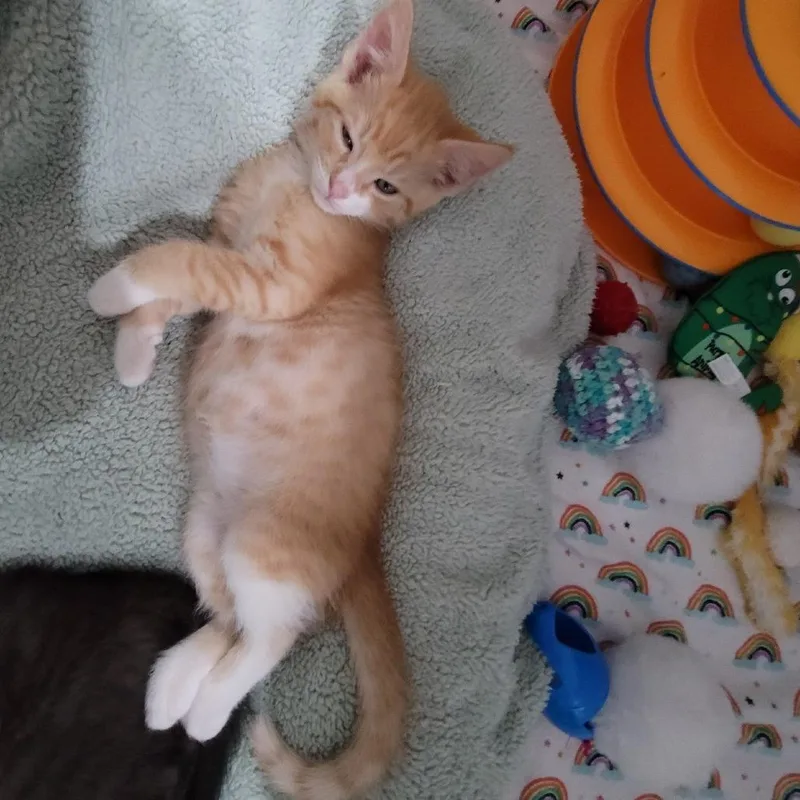 Ziggy thumbnail 2