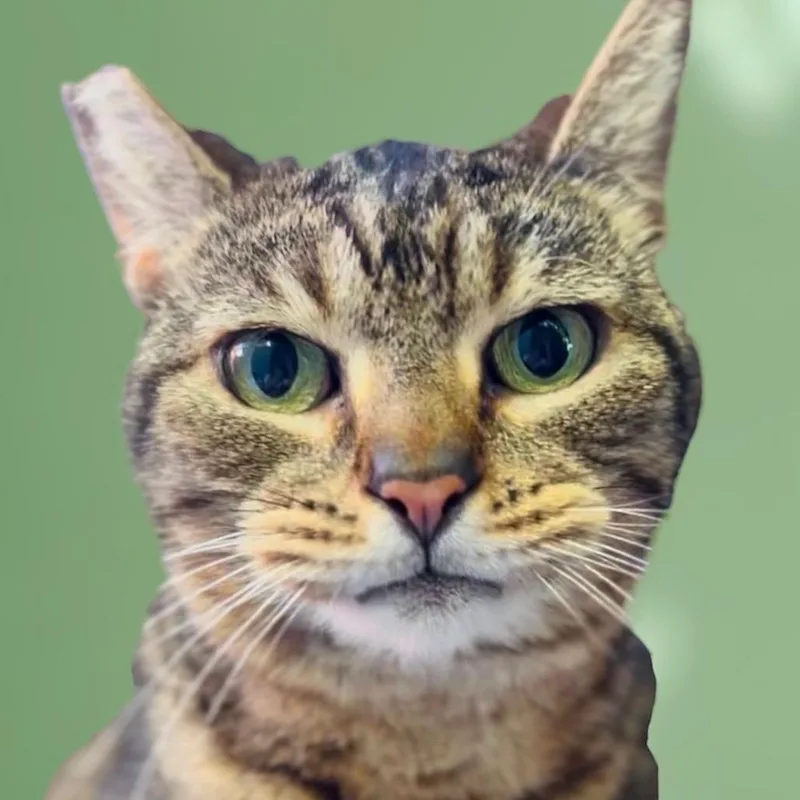 An adult large-sized female Tabby (Gray / Blue / Silver) Domestic Short Hair cat named Pippi for adoption in Pacific Palisades, CA