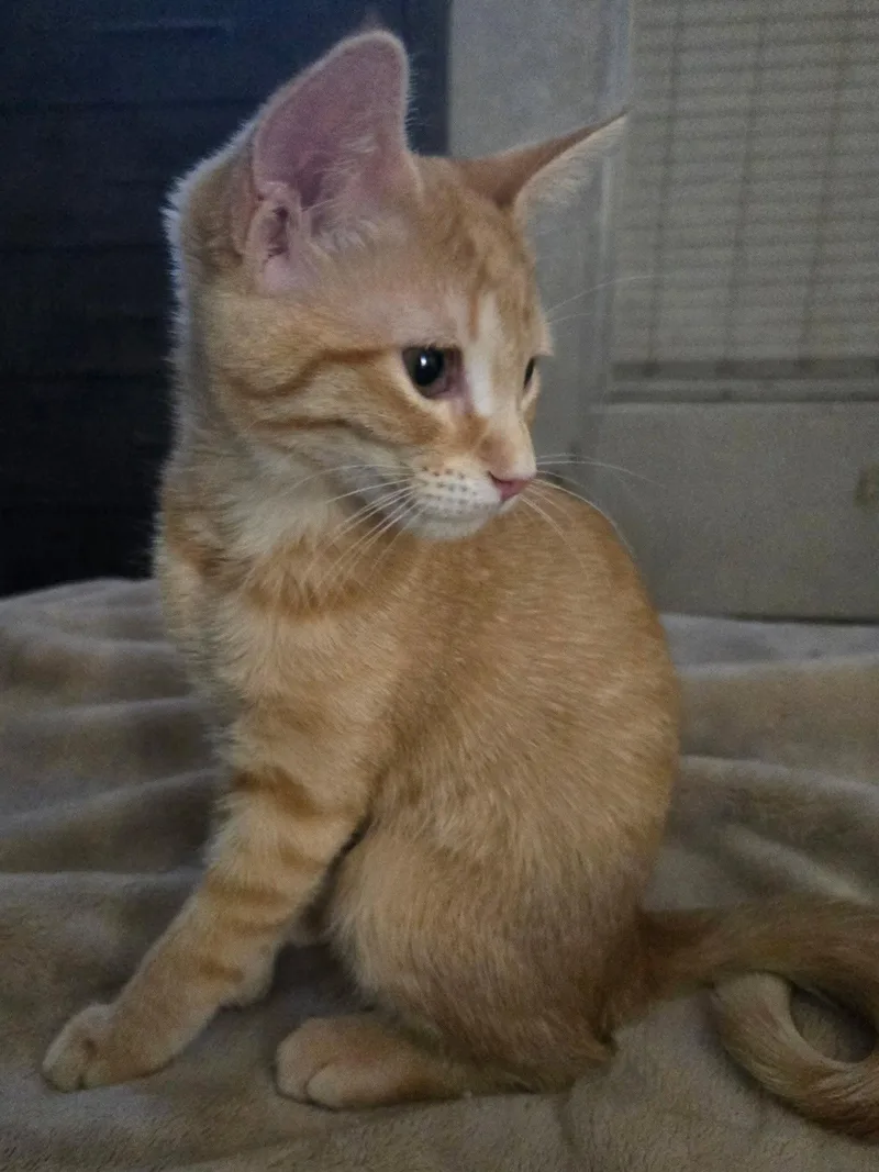 A baby medium-sized female Orange & White Tabby cat named Truly for adoption in Garland, TX