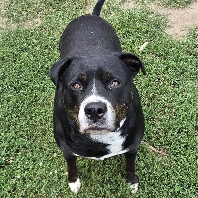 Timber Sue thumbnail 3