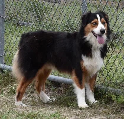 An adult medium-sized male Australian Shepherd dog named Joey for adoption in Inverness, FL