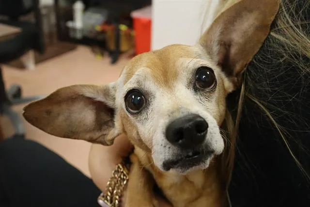 A senior small-sized male Dachshund dog named Psycho for adoption in Columbia, SC