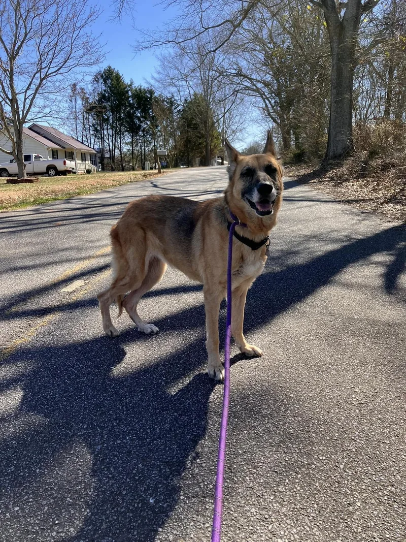 A senior large-sized female German Shepherd Dog dog named Izzy for adoption in Colbert, GA