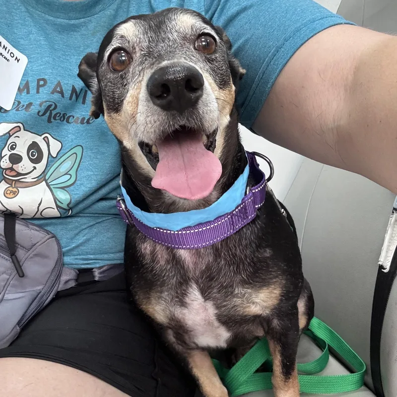 An adult small-sized female Black Chihuahua dog named Bethany for adoption in Watertown, CT