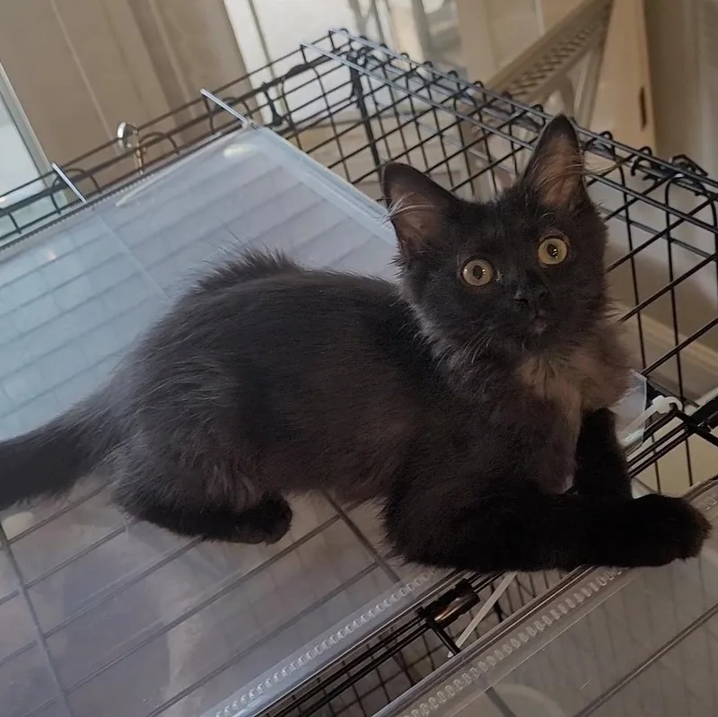 Cocoa Puff thumbnail 3