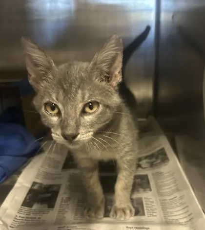 A baby small-sized male Domestic Short Hair cat named Bob for adoption in Largo, FL