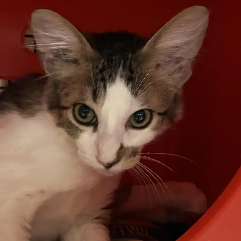 A baby small-sized male Domestic Medium Hair cat named Murray for adoption in Santa Fe, NM