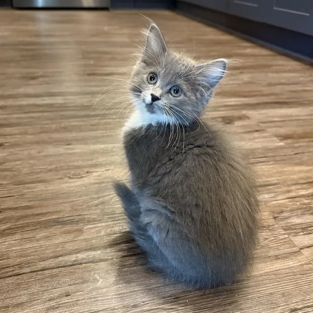 A baby small-sized female Domestic Short Hair cat named Daisy for adoption in Sacramento, CA