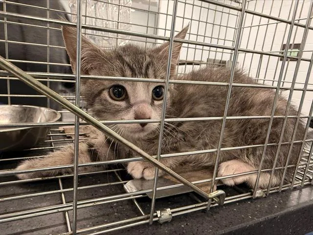 A baby small-sized male Domestic Short Hair cat named Bronx for adoption in Charlotte, NC