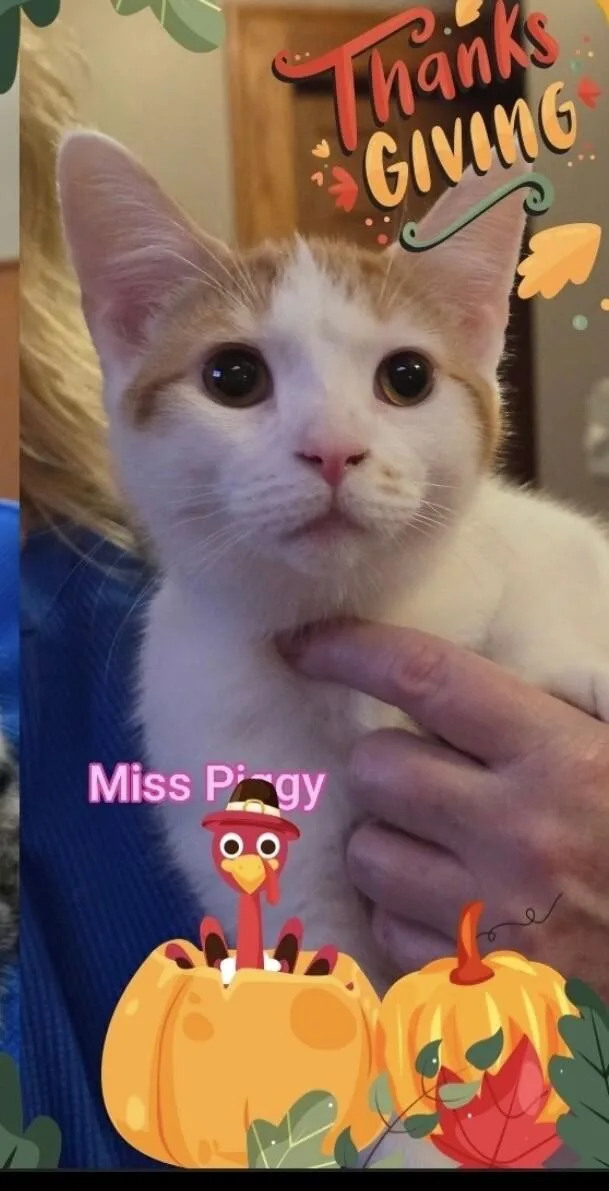 Miss Piggy thumbnail 2