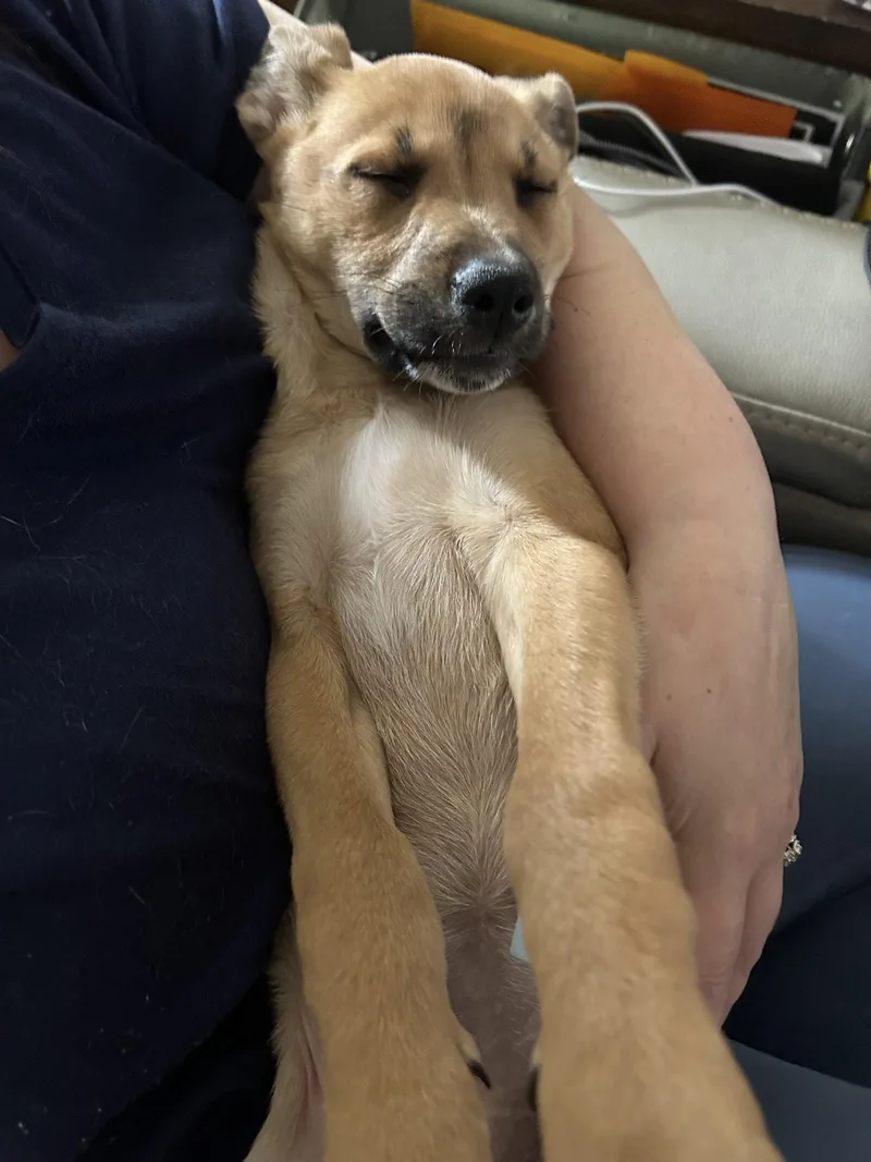 Ginger thumbnail 3