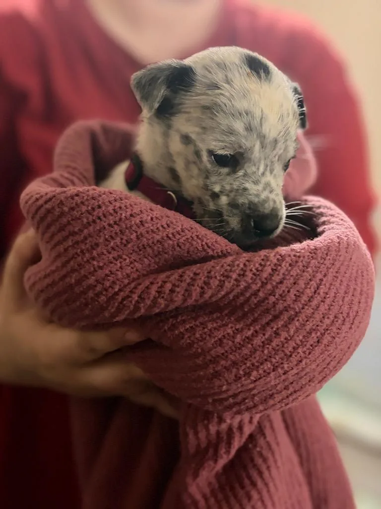 A baby medium-sized female Hound dog named Lover for adoption in Little Rock, AR