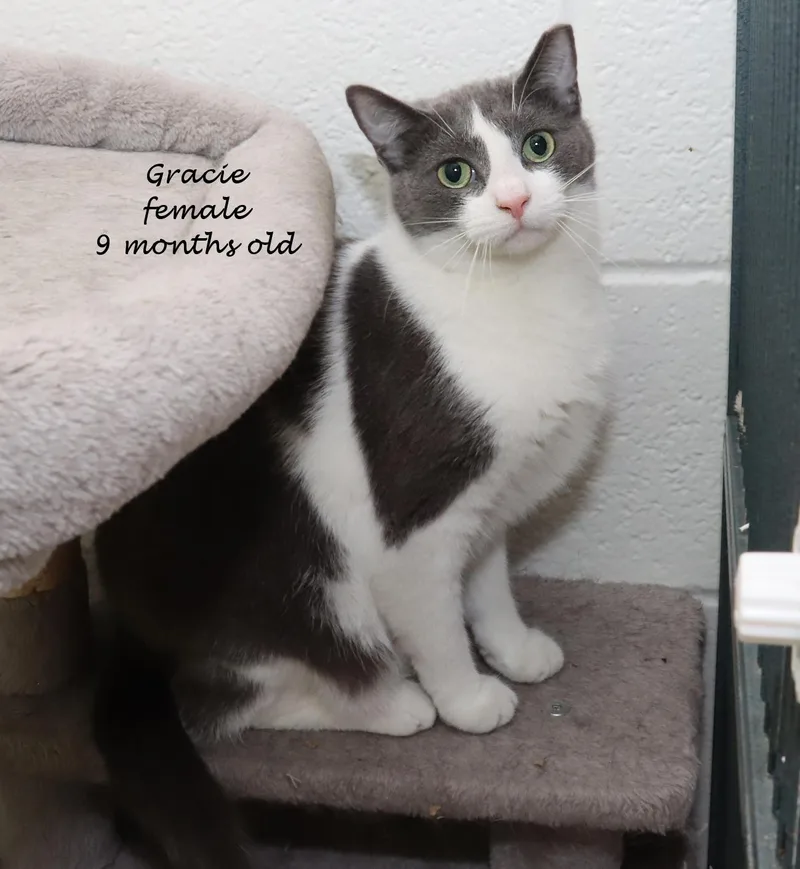 Gracie thumbnail 5