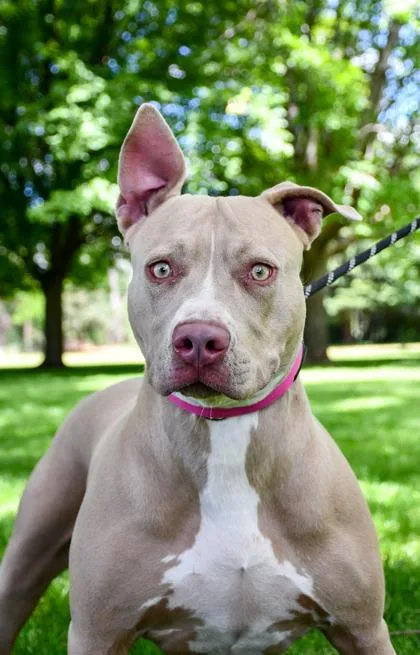 An adult large-sized female Pit Bull Terrier dog named Brandy for adoption in Yakima, WA