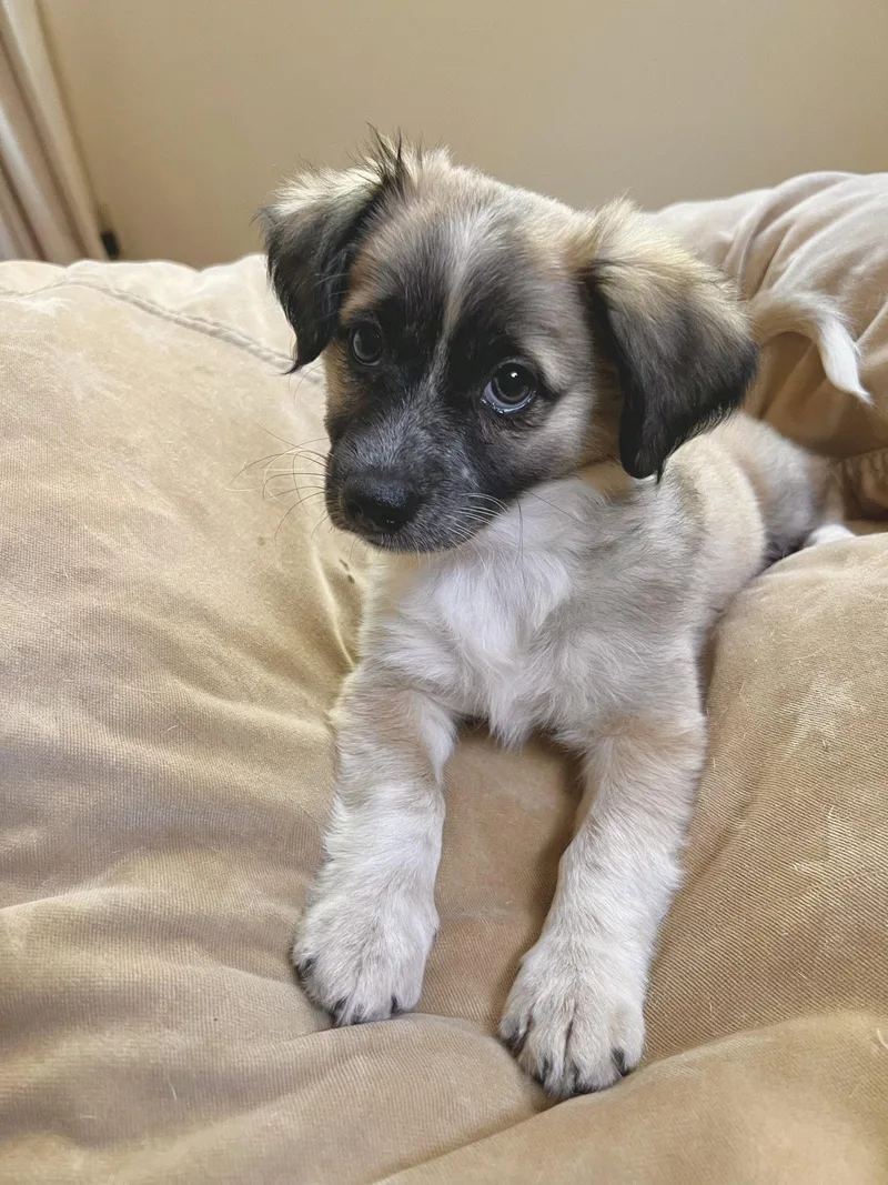 Elle