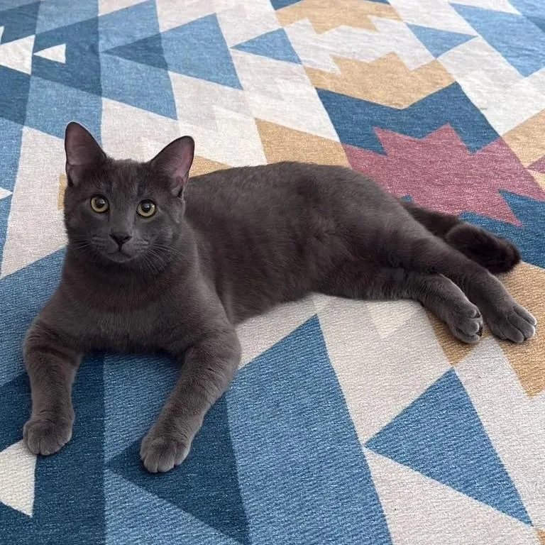 A young medium-sized male Russian Blue cat named Patrick for adoption in Ocala, FL
