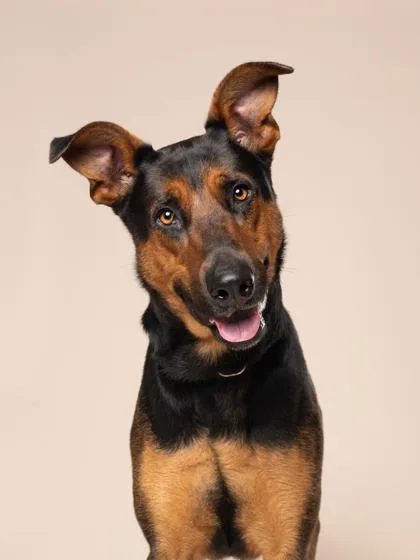 An adult large-sized male German Pinscher dog named King for adoption in Atlanta, GA