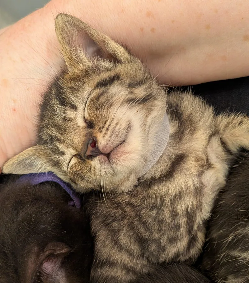 A baby medium-sized female Tabby (Gray / Blue / Silver) Domestic Short Hair cat named Brisket for adoption in Philadelphia, PA