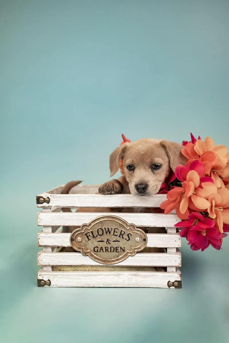 A baby small-sized female Chihuahua dog named 595-26 for adoption in Brighton, CO
