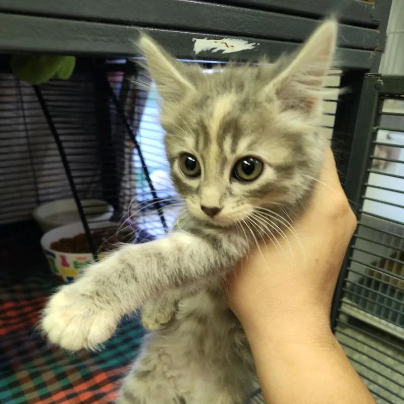 A baby small-sized female Torbie Domestic Long Hair cat named Daphne for adoption in Norfolk, NE