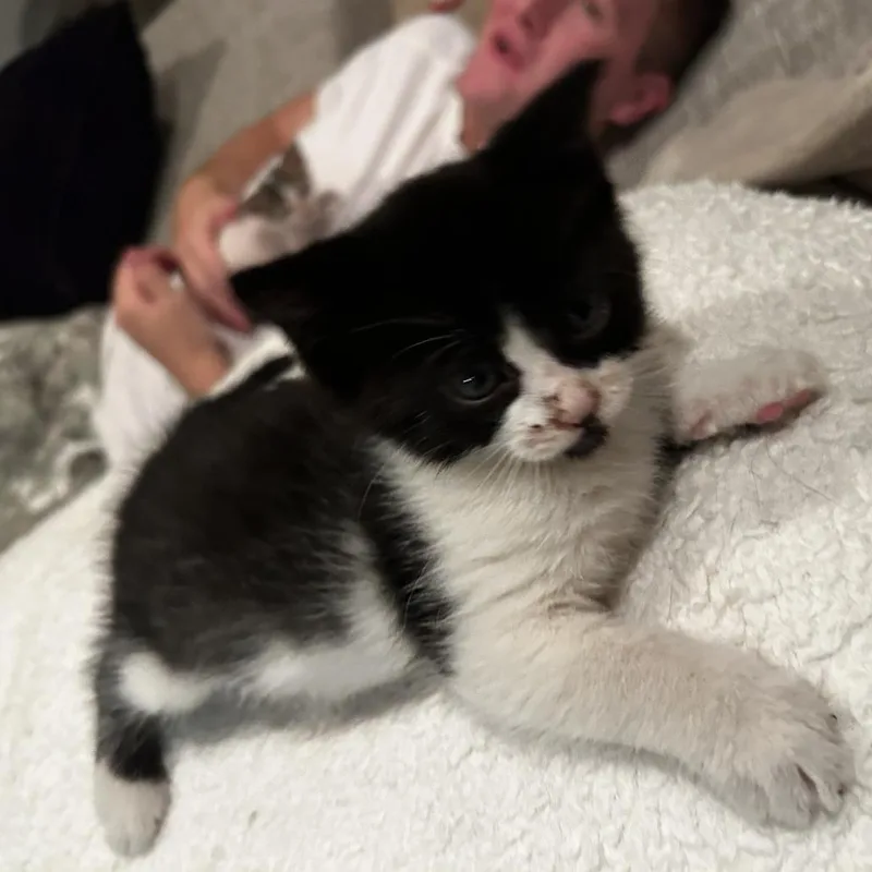A baby small-sized male Black Domestic Medium Hair cat named Bonfire C for adoption in Princeton, MN