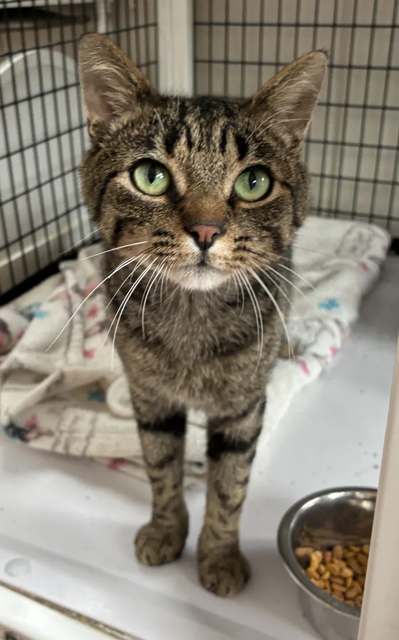An adult medium-sized male Tabby (Tiger Striped) Domestic Short Hair cat named Dfense for adoption in Breinigsville, PA