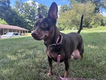 An adult small-sized female Chihuahua dog named Baked Bean for adoption in Bloomsburg, PA