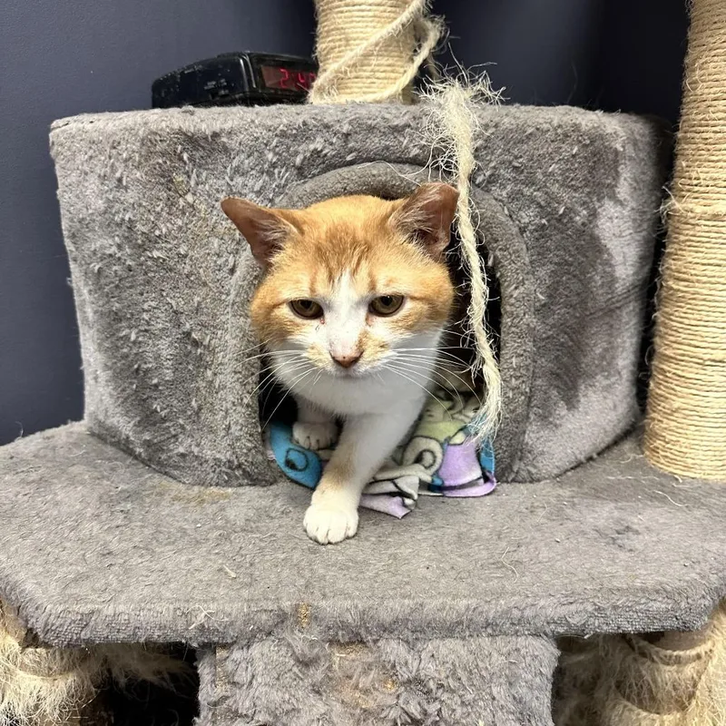 An adult medium-sized male Orange / Red Domestic Short Hair cat named Snickers for adoption in Novelty, OH