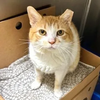 Snickers thumbnail 2