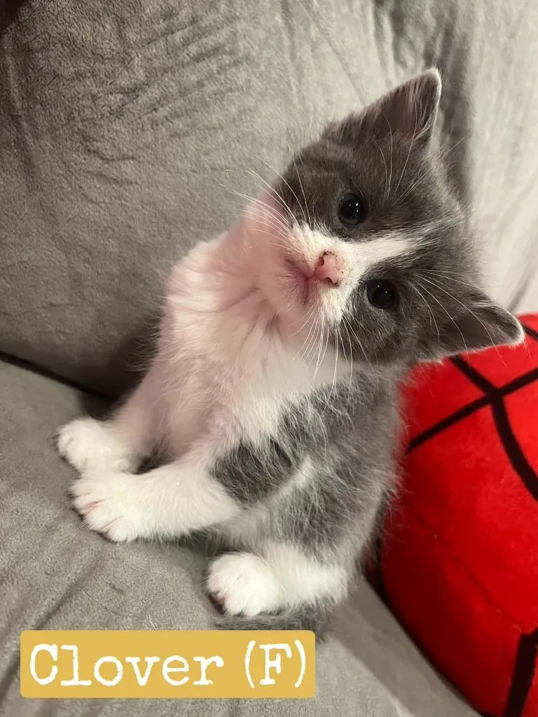 A baby medium-sized female Domestic Short Hair cat named Clover for adoption in Hamilton, OH