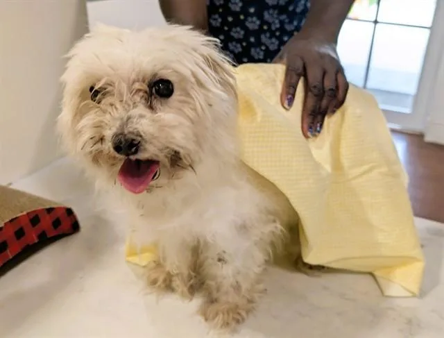 A senior medium-sized female Maltese dog named Princess for adoption in Fort Lauderdale, FL