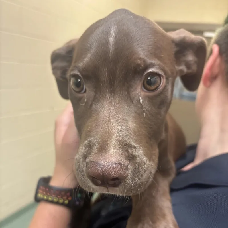 A baby small-sized female Brown / Chocolate Mixed Breed dog named Hadley for adoption in Memphis, TN