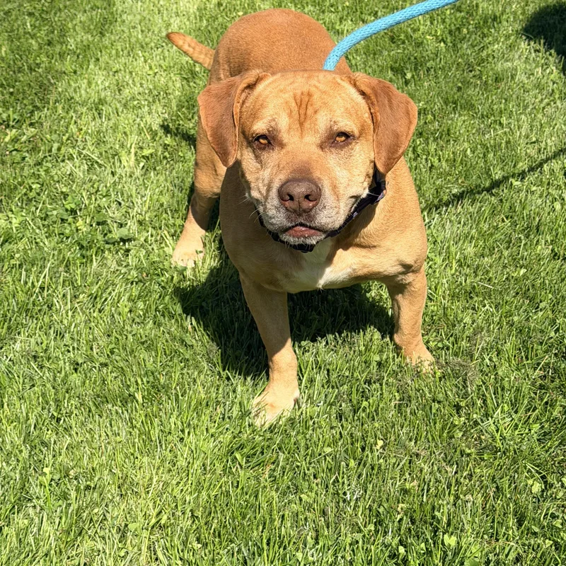 An adult large-sized male Red / Chestnut / Orange Pit Bull Terrier dog named Brach for adoption in Logan, OH