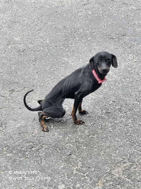 An adult small-sized female Chihuahua dog named Hazel for adoption in San Antonio, TX