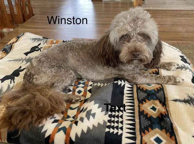 An adult small-sized male Havanese dog named Winston for adoption in Colorado Springs, CO