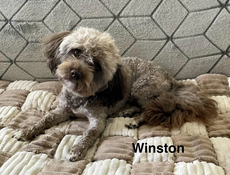 Winston thumbnail 2