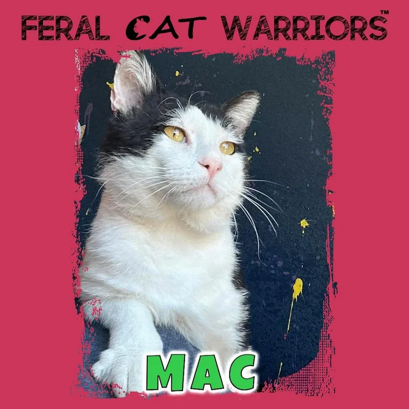 An adult extra large-sized male Black Domestic Short Hair cat named Mac for adoption in Kingman, AZ