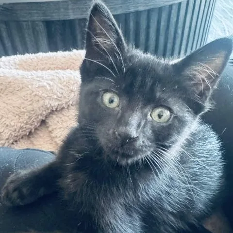 A baby medium-sized female Black Domestic Short Hair cat named Victoria for adoption in Chicago, IL