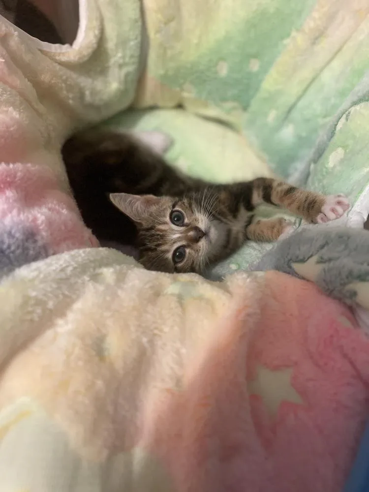 A baby small-sized female Domestic Short Hair cat named Lisa for adoption in Salisbury, NC