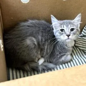 A baby small-sized female Gray / Blue / Silver Domestic Short Hair cat named Fried Chicken for adoption in Novelty, OH