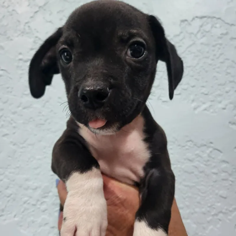 A baby small-sized male Black Chihuahua dog named Uncle Jesse for adoption in Seminole, FL