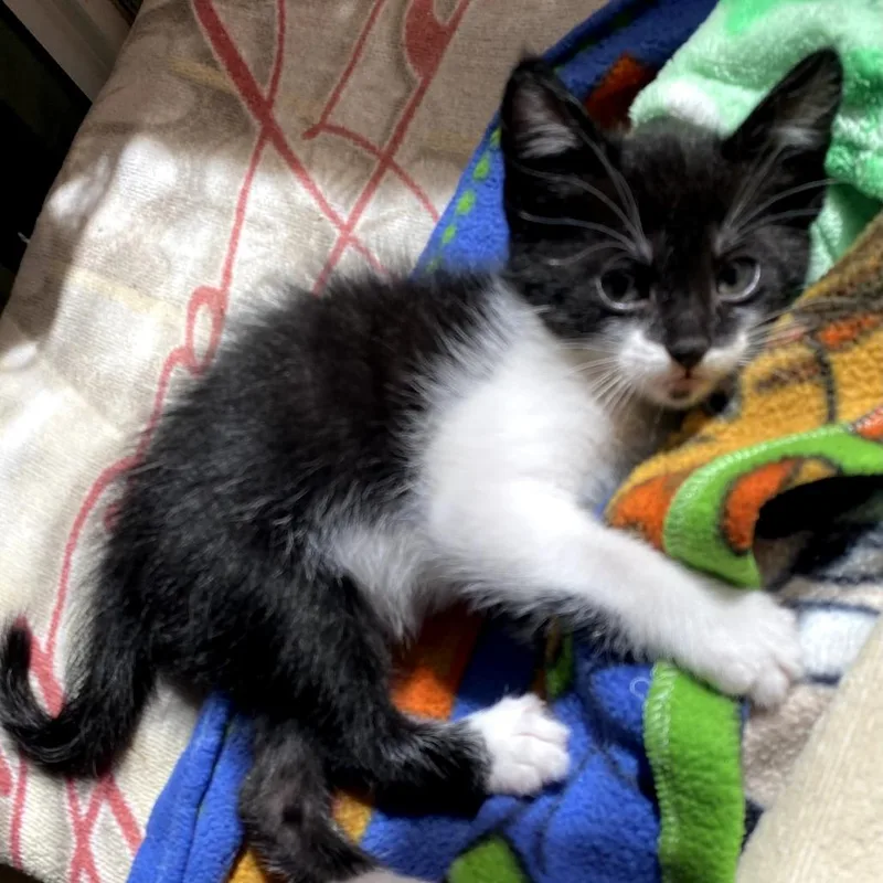 A baby small-sized female Black Domestic Short Hair cat named Misty for adoption in Long Beach, CA