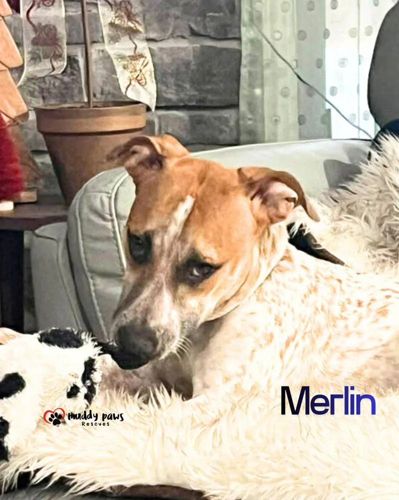Merlin