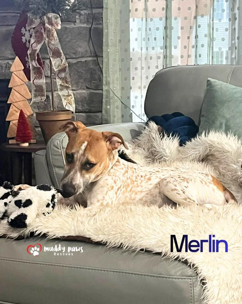 Merlin thumbnail 4