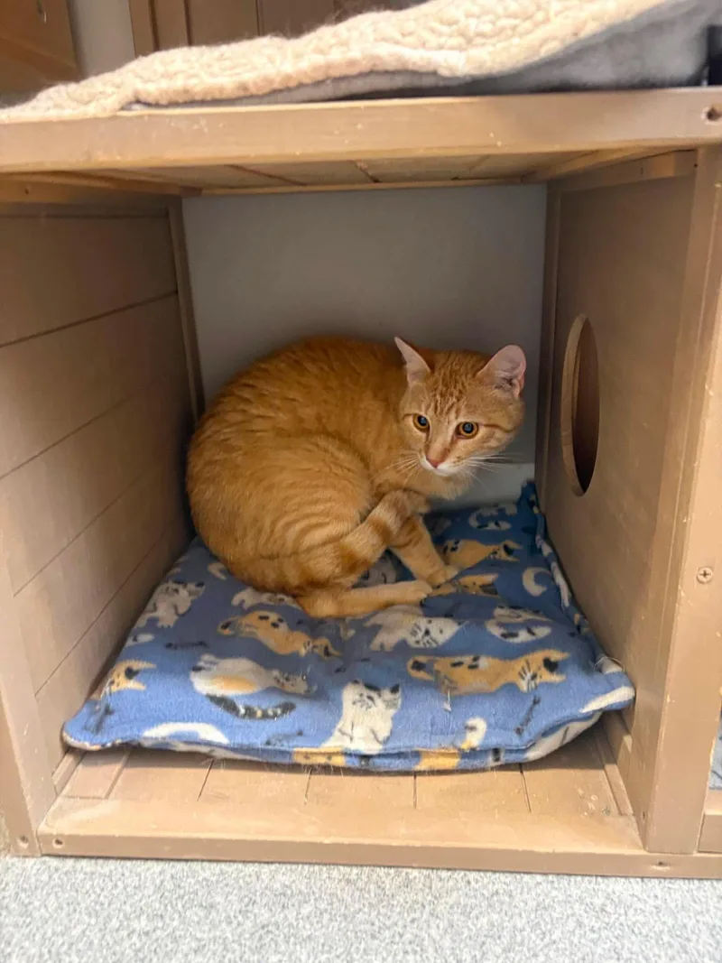 An adult medium-sized male Domestic Short Hair cat named David for adoption in Seward, NE